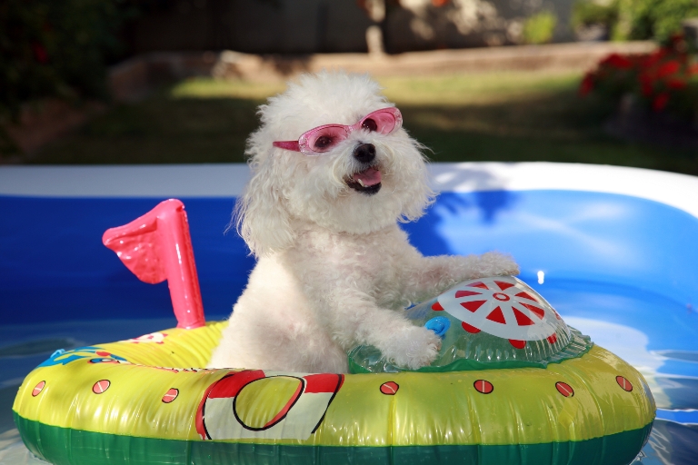 dog in pool boat dreamstimemedium 77015612 768x512