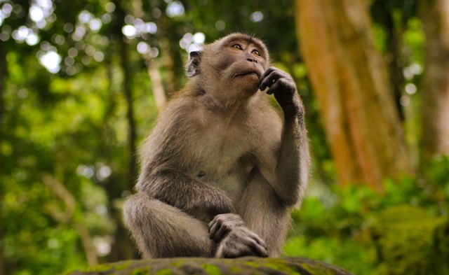 monkey thinking carefully