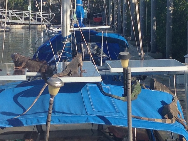 Iguanas on solar panels